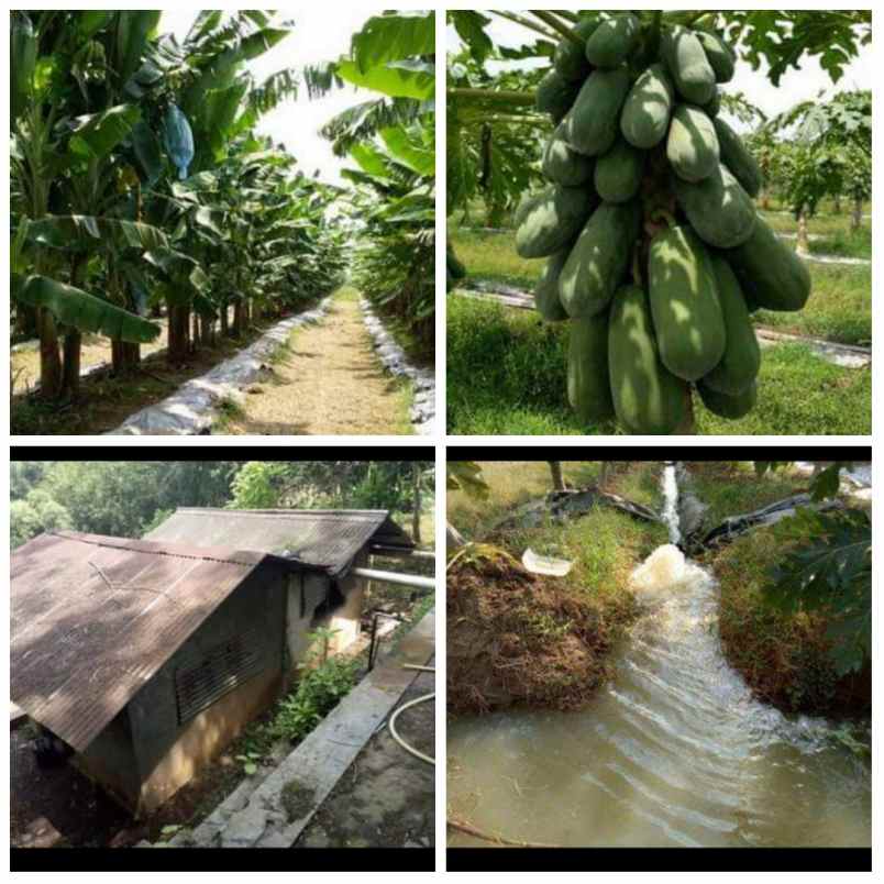 for sale kebun produktif daerah subang jawa barat