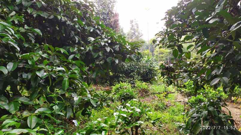 jual kebun produktif minimalis pinggir jalan mobil