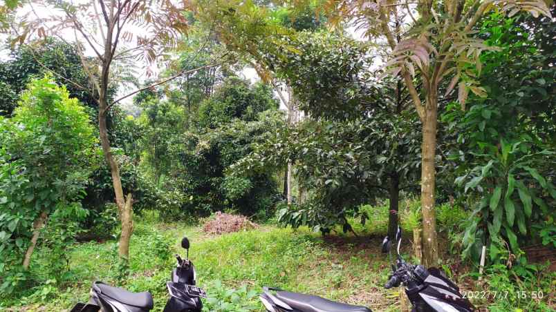 jual kebun produktif minimalis pinggir jalan mobil