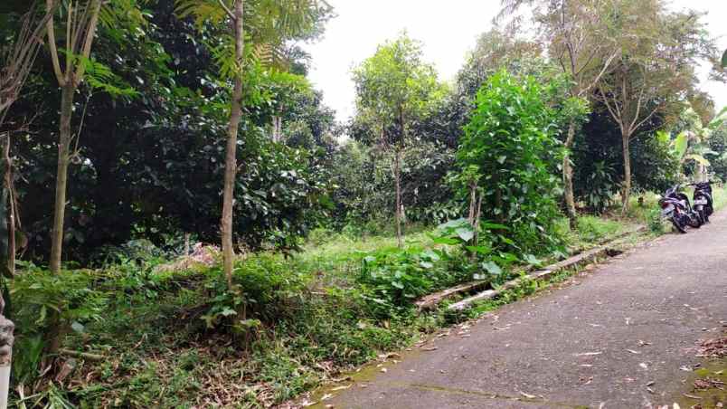 jual kebun produktif minimalis pinggir jalan mobil