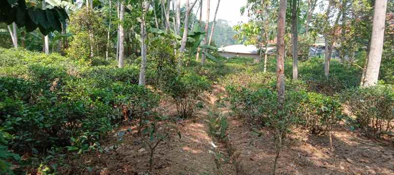 jual kebun teh dekat ke jalan besar dan lapangan voli