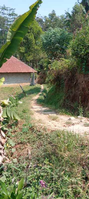 jual kebun teh dekat ke jalan besar dan lapangan voli