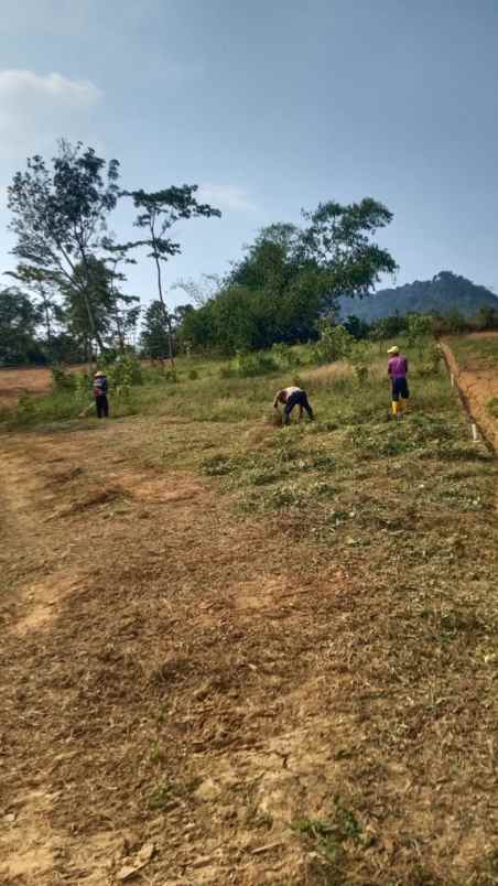 jual tanah kavling di dalam kebun durian ekslusif