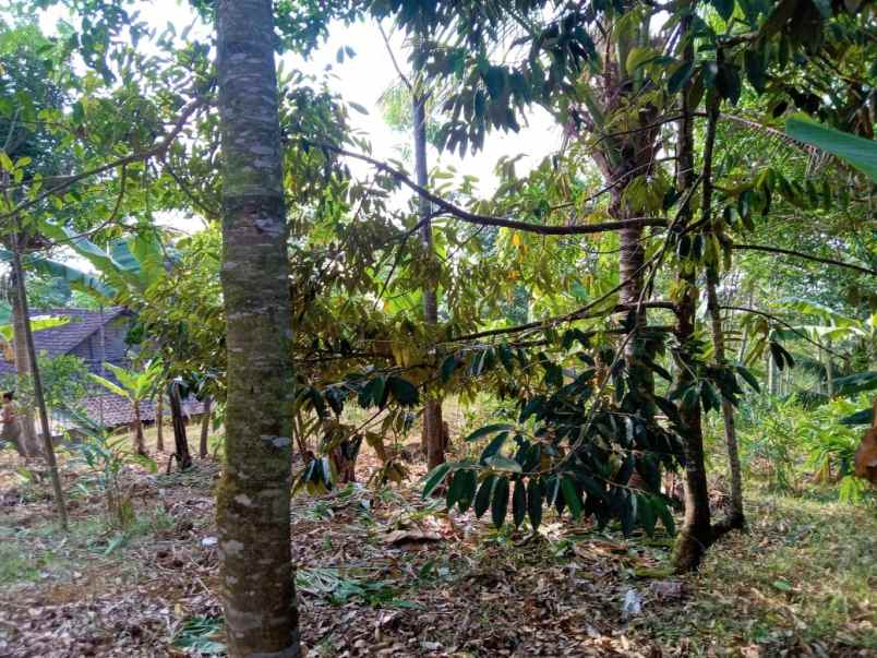 kebun durian 450m2 75 juta karanganyar