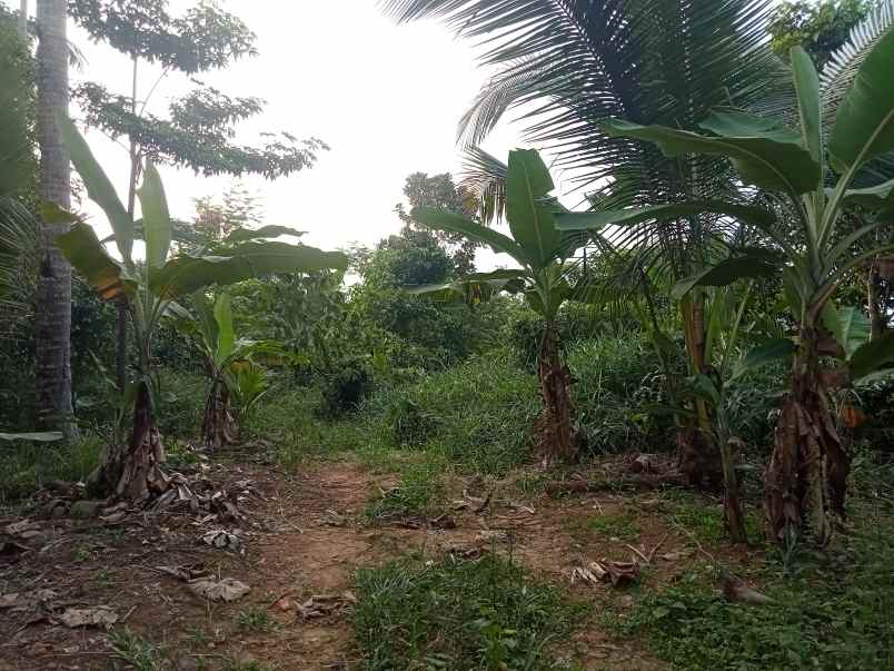 lahan perkebunan di lebak banten