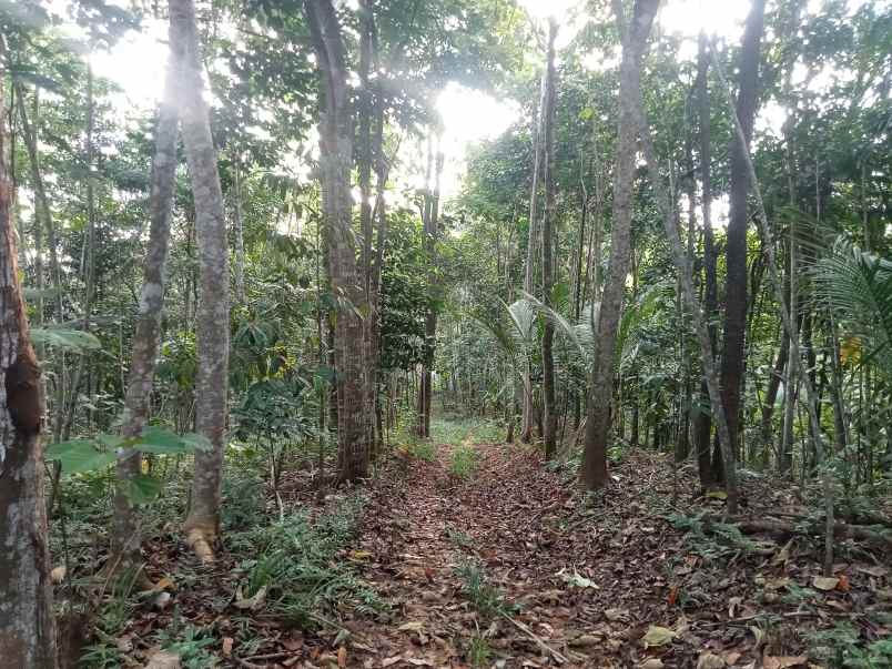 lahan perkebunan di lebak banten