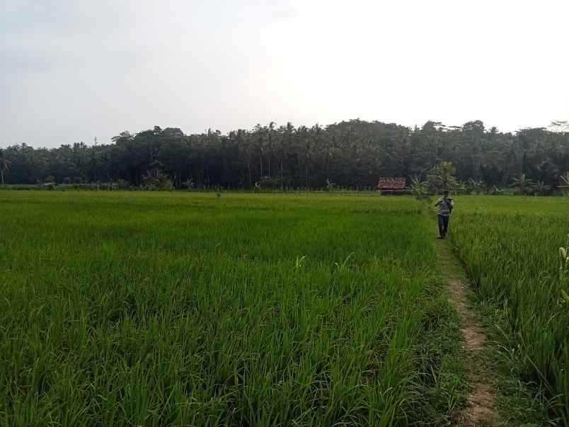 lahan perkebunan di lebak banten