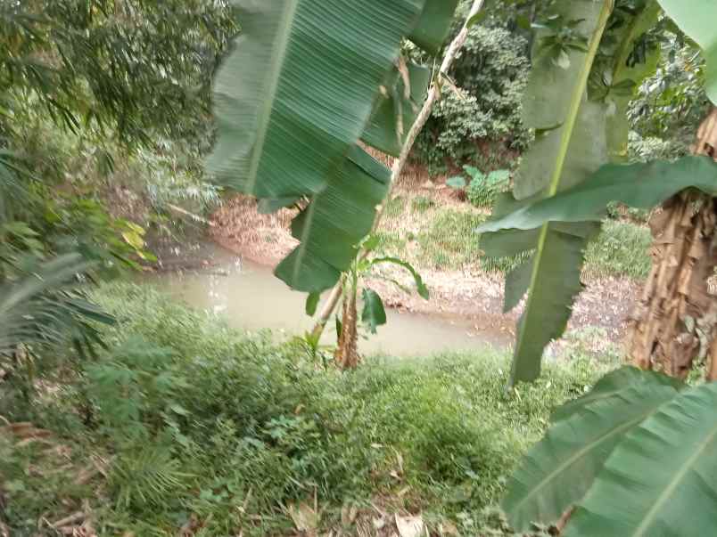 lahan perkebunan di lebak banten