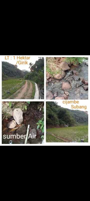 sawah dan kebun daerah cijambe subang