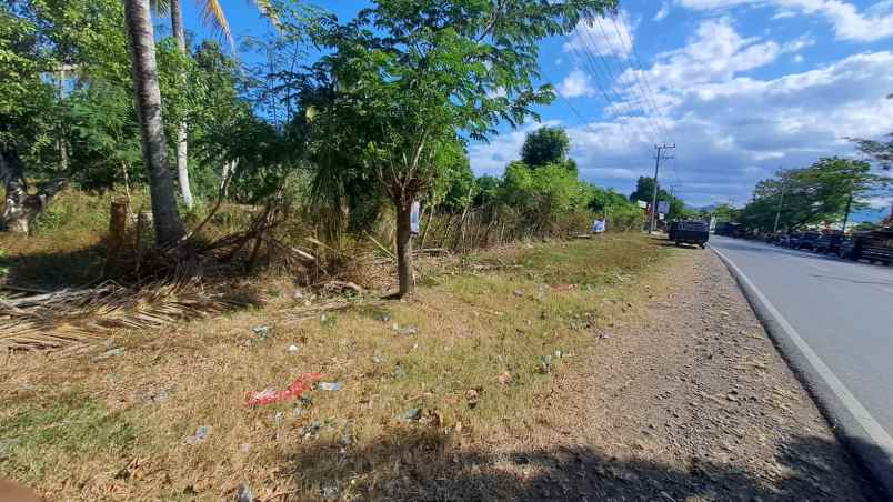 tanah 1 hektar pinggir jalan raya lagam sumbawa ntb