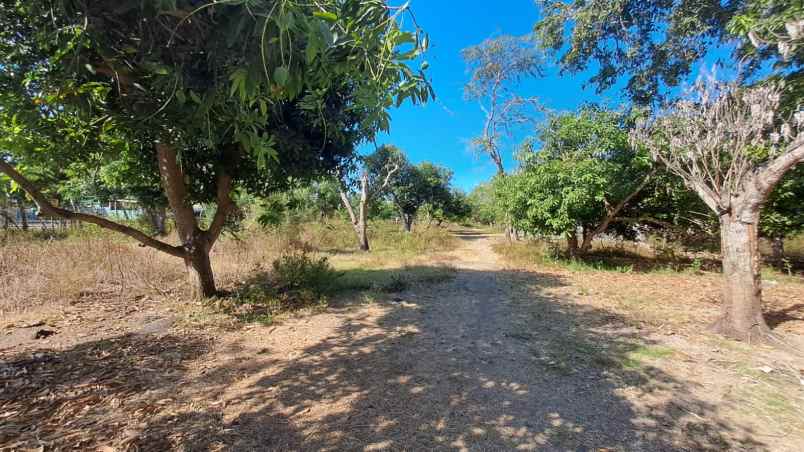 tanah 1 hektar pinggir jalan raya lagam sumbawa ntb