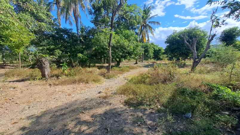 tanah 1 hektar pinggir jalan raya lagam sumbawa ntb