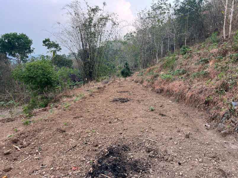 tanah 140 juta sambirejo sragen
