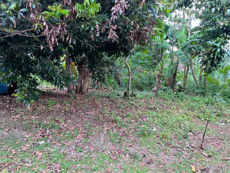 tanah 234m bonus kebun buah kerjo karanganyar