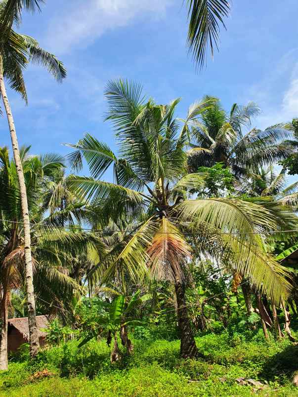 tanah babakan pangandaran