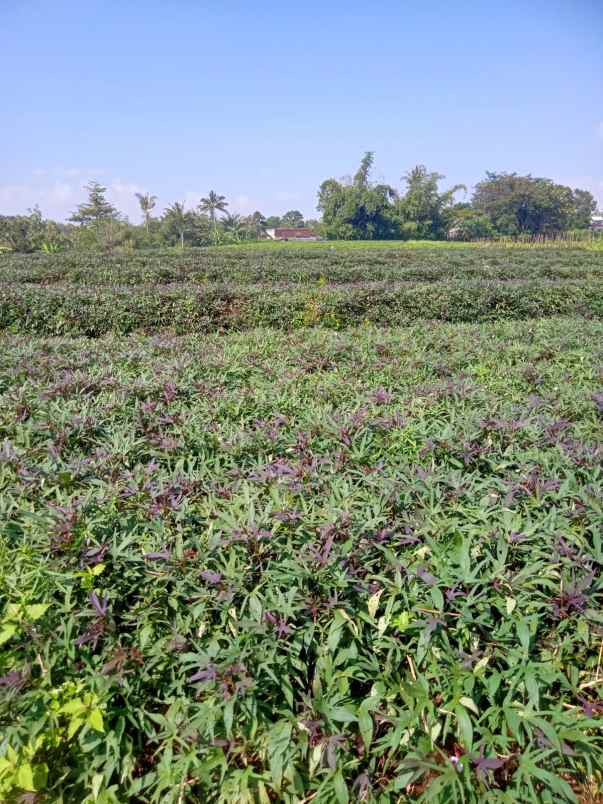 tanah datar 8142m utara kantor kecamatan kerjo