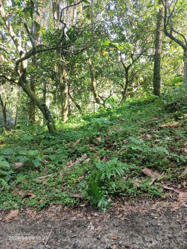 tanah kebun lingkungan peternakan di tabanan bali