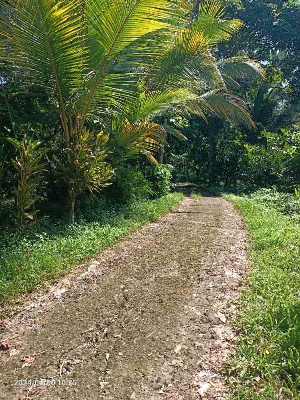 tanah kebun lingkungan peternakan di tabanan bali