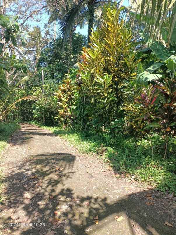 tanah kebun lingkungan peternakan di tabanan bali