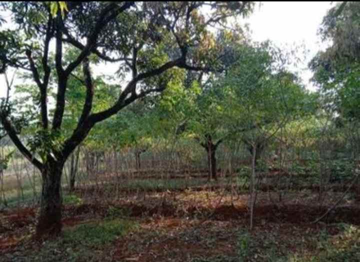 tanah kebun mangga produktiip strategis akses jl mobil