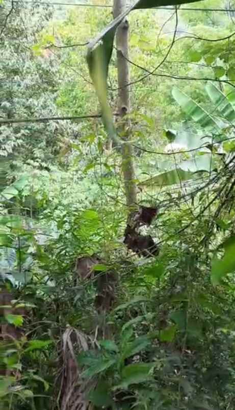 tanah kebun pinggir jalan di cijambe subang