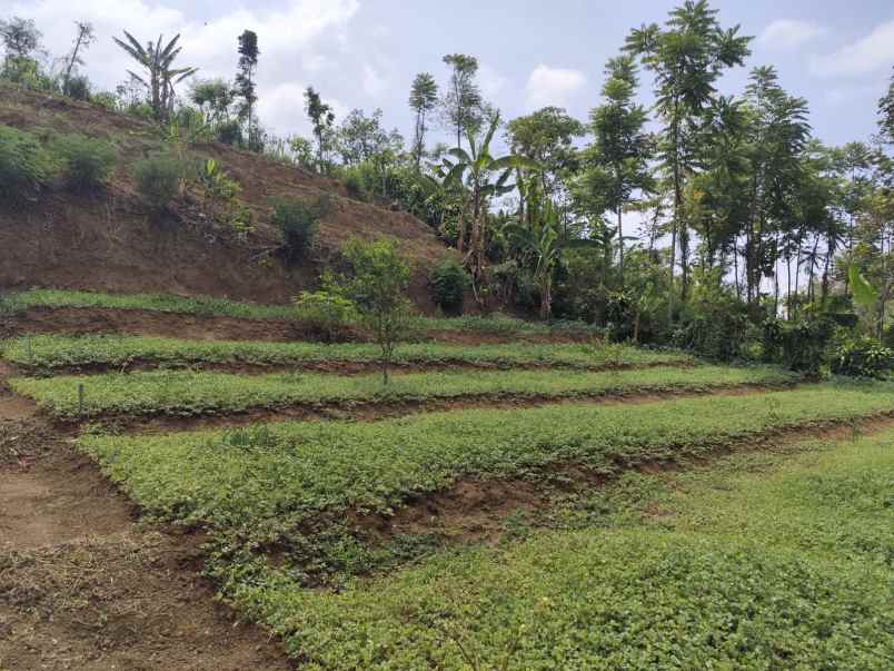 tanah kebun subur harga baik di bumiaji kota batu