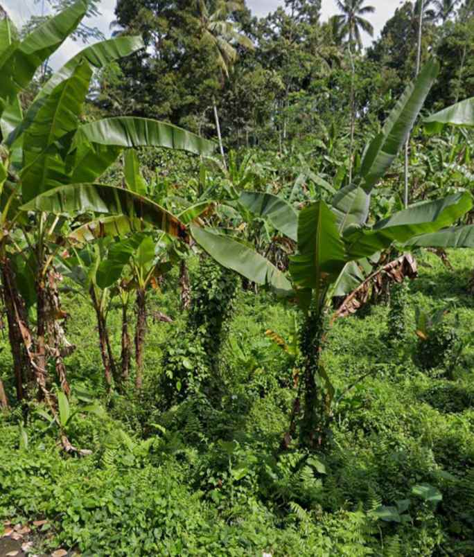 tanah kebun view gunung dan lembah dekat bali eco stay