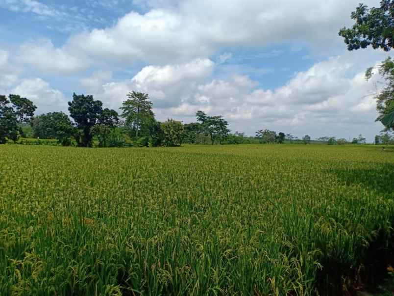 tanah kerjo karanganyar jawa