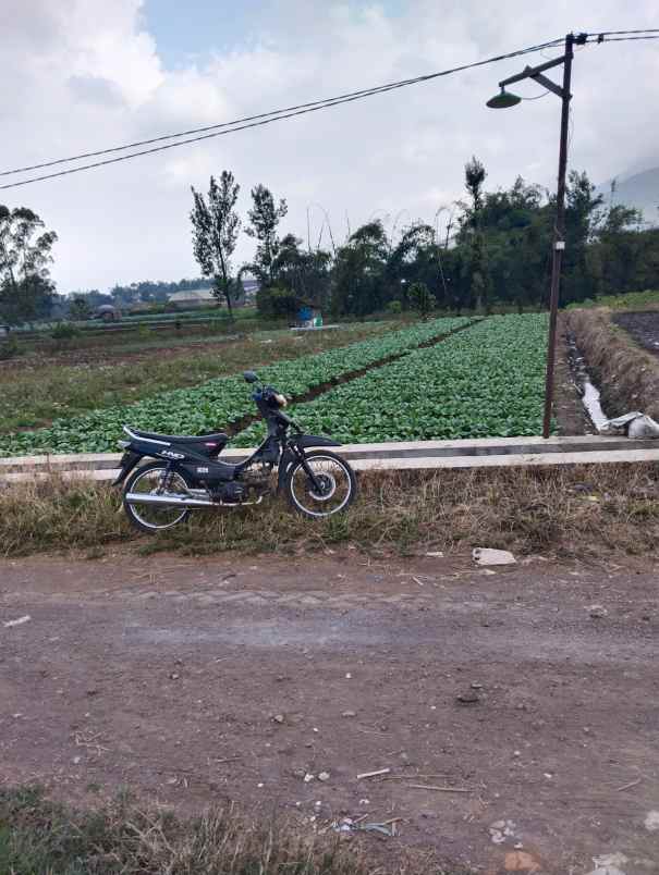 tanah kota wisata batu madewo apples