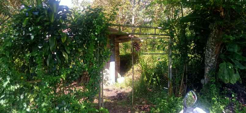 tanah luas kebun durian produktif di bumiaji kota batu