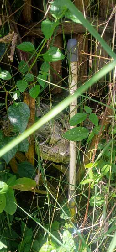 tanah luas kebun durian produktif di bumiaji kota batu