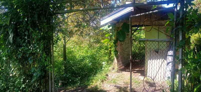 tanah luas kebun durian produktif di bumiaji kota batu