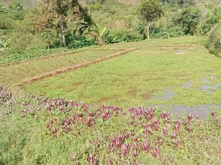 tanah plus sumber air bumiaji batu madewo apples