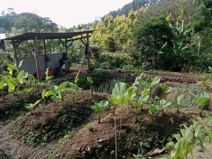 tanah plus sumber air bumiaji batu madewo apples