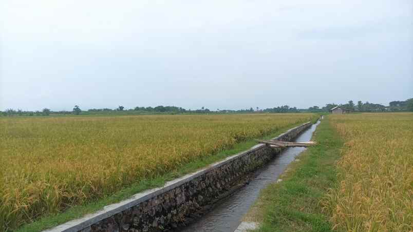 bwi a 436 dijual tanah di blimbingsari luas bangeeet