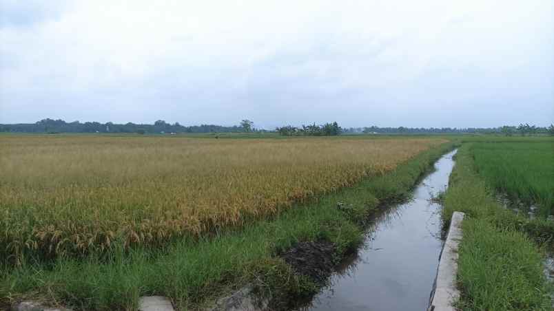 bwi a 436 dijual tanah di blimbingsari luas bangeeet