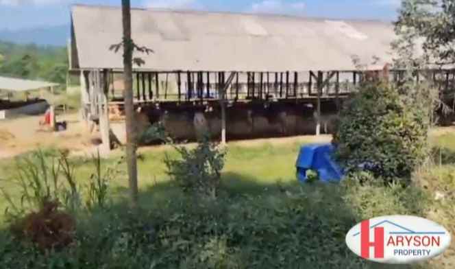 dijual kandang sapi 6 hektar di subang jabar