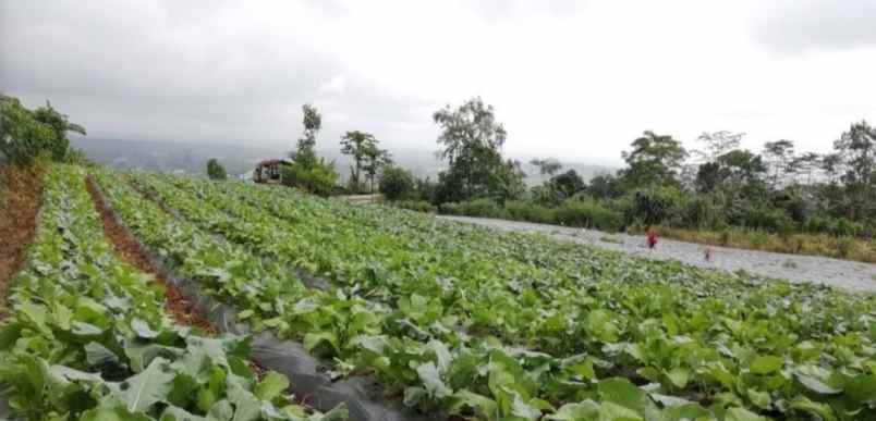 dijual tanah baturiti tabanan bali