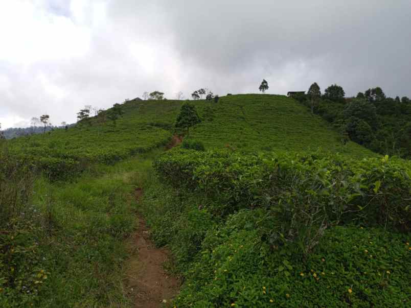 dijual tanah desa cipasung kecamatan