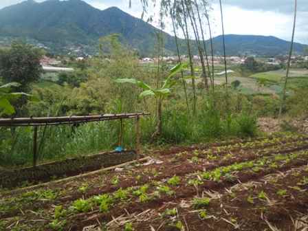 dijual tanah desa pasirhalang kecamatan