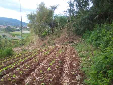 dijual tanah desa pasirhalang kecamatan