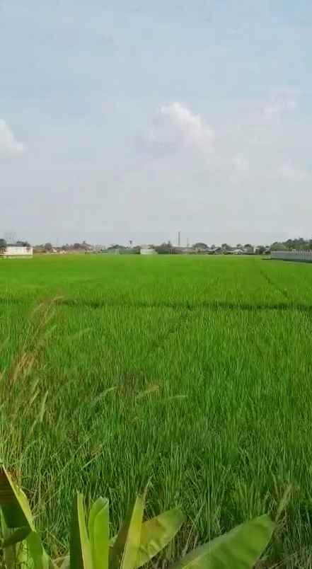 dijual tanah jl lingkar tanjungpura