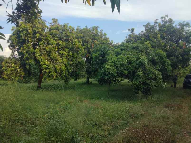 dijual tanah kebun mangga masih produktif