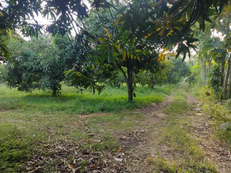 dijual tanah kebun mangga masih produktif