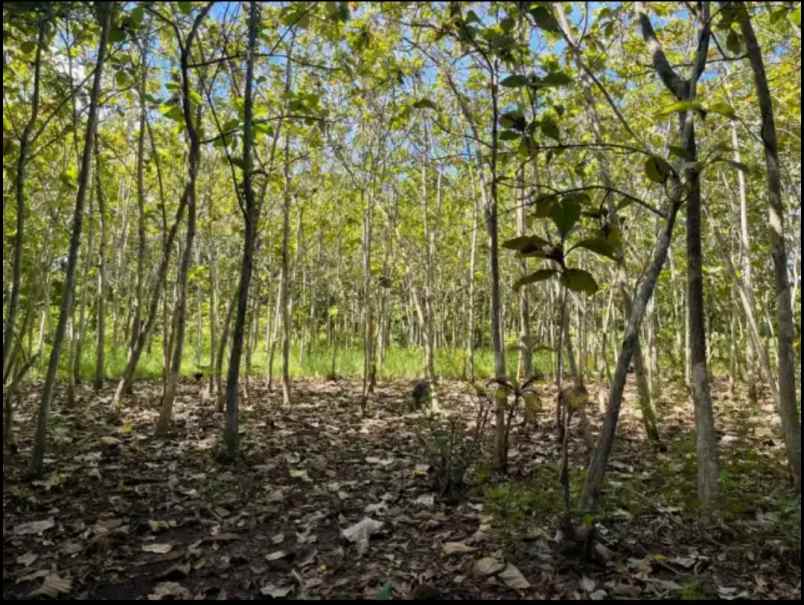 dijual tanah kutuh badung bali