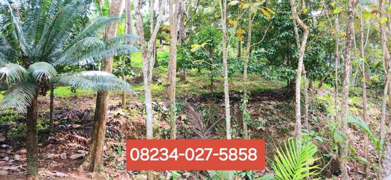 dijual tanah manikyang tabanan bali