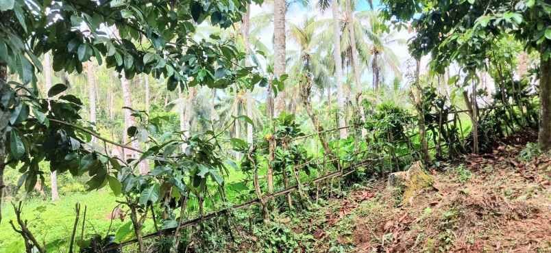 dijual tanah manikyang tabanan bali