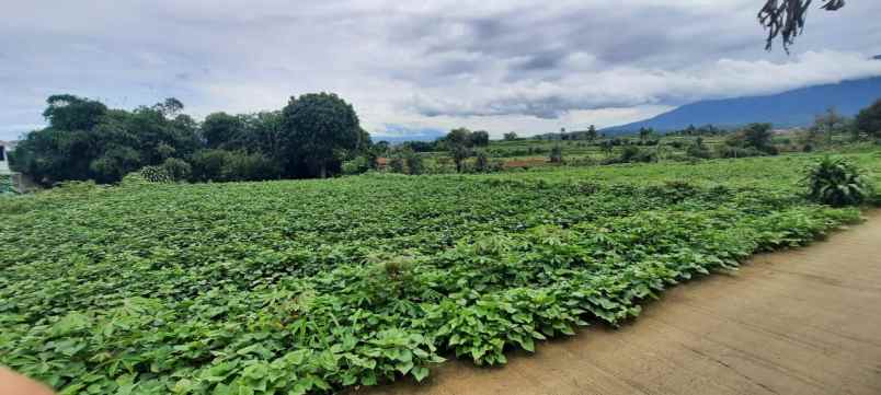 dijual tanah murah di ciherang dramaga kota bogor