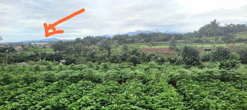 dijual tanah murah di ciherang dramaga kota bogor