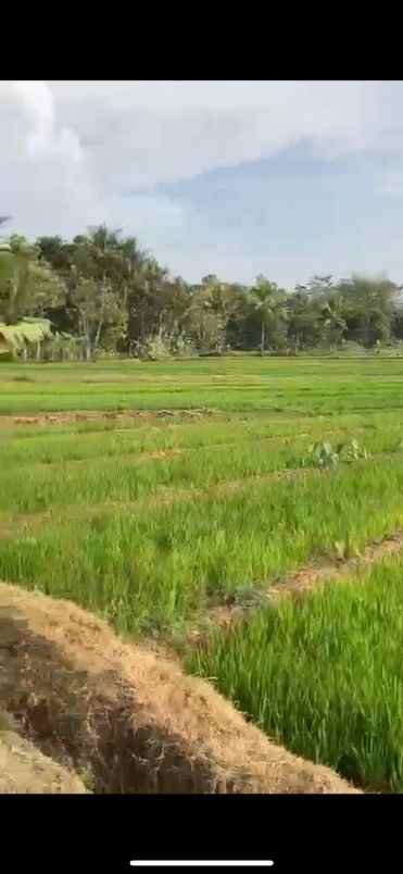 dijual tanah sawah subur terawat